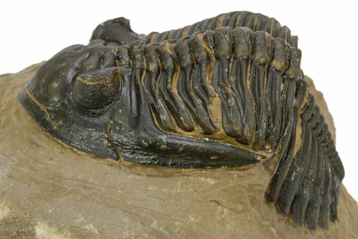 Detailed Hollardops Trilobite - Foum Zguid, Morocco #363173